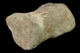 Fossil Hadrosaur Phalange - Alberta (Disposition #-) #136305-5